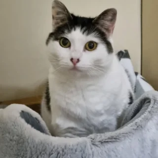 Happy International Cat Day to all.