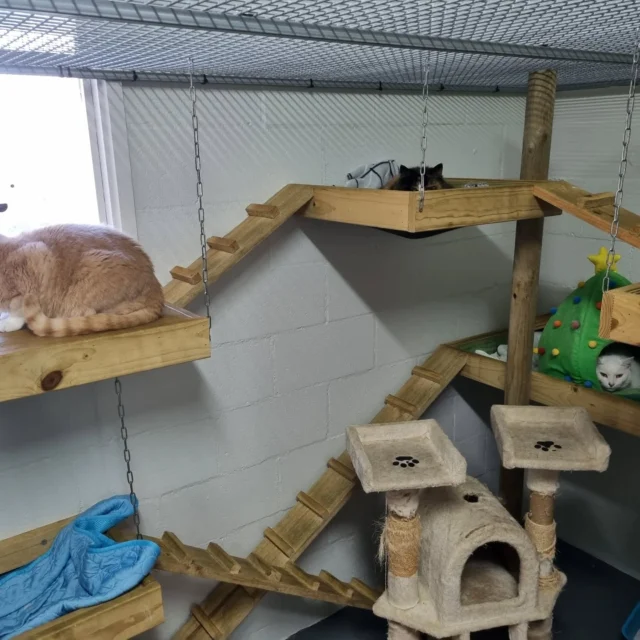 Finbar, Tippy and Mumma Cat enjoying our family suite, compliant to take up to 5 cats from the same household with a large outdoor enclosure facing East to enjoy the winter sun in the morning  Nice and cosy under the heater, for night time.
